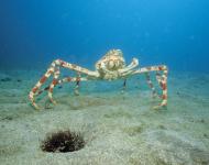 Japanese Spider Crab (Macrocheira kaempferi) on ocean floor, Japan