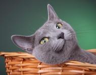russian-blue