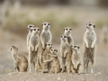 directions-meerkats-kgalagadi-desert-namibia-africa