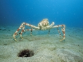 Japanese Spider Crab (Macrocheira kaempferi) on ocean floor, Japan