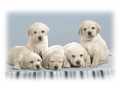 lots-o-labs