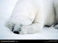 national-geographic-49