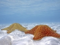 sea-stars-on-the-sea-floor