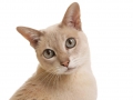tonkinese-portrait